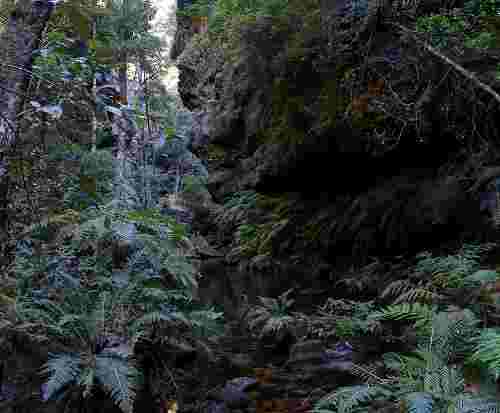 727px_rainforest_bluemountainsnsw